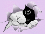 cat2.gif (9503 bytes)